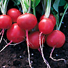 Radish Round Red 